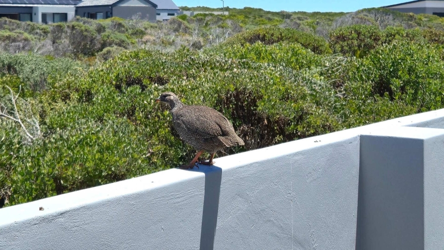 5 Bedroom Property for Sale in Kleinbaai Western Cape